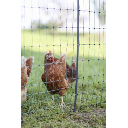 Paukštiena E-net 122cm 50m DP žalia 292413