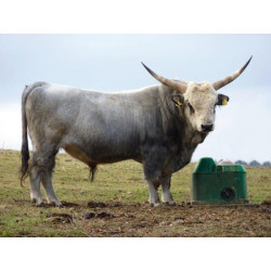 Thermolac 40L neužšąlantis bakas BU1672