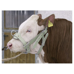 Jaučio apynasris Oda sustiprintas 1630220202