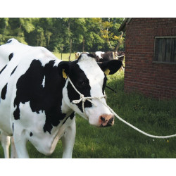 Apynasris su virve HD 399063