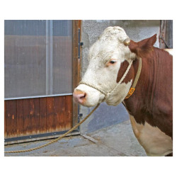 Gyvulių transportavimo lynas, 5 m 1628301650