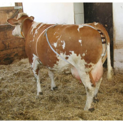 Prolapso diržai 1031KER