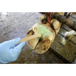 Kanopų pasta Podoseptan 2.0 450ml 16363