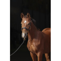 Antkaklis su kumeliuko galvute TopLine juodas 3224748