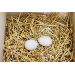 Lizdiniai kiaušiniai 2x VV73004