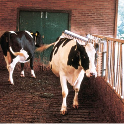 Galvijų šepetys 1641022002