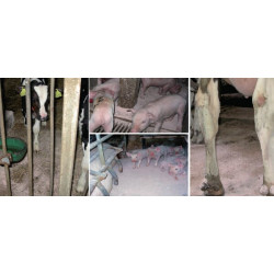 Higienos milteliai Max-dry 406001FA