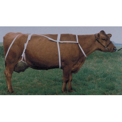 Tešmens apsaugos diržai su karoliais XL 1579060418