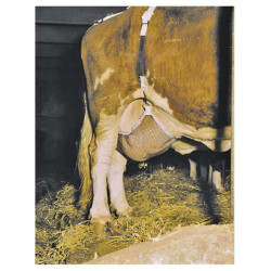 Tešmens apsaugos diržai su karoliais XL 1579060418