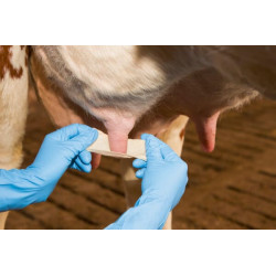 Žiedo tvarstis 6cm 5m 15660KER