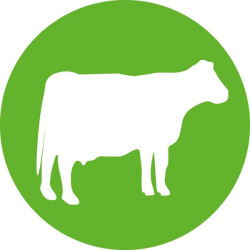 ECO-MATIC® 0,3 ml Luer Lock su buteliuko tvirtinimu 8300002189