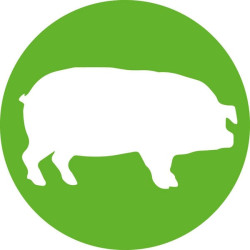 ECO-MATIC® 0,3 ml Luer Lock su buteliuko tvirtinimu 8300002189