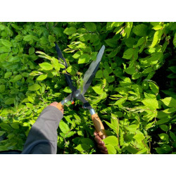 Gyvatvorių žirklės tiesus peilis P57 P5725F