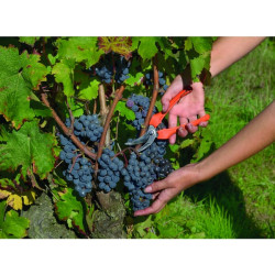 Gėlių ir vaisių žirklės, P123 P12319