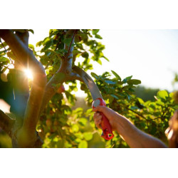 Elektrinis pjūklas 370 71BCA002650